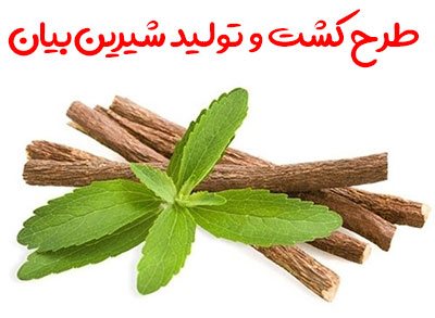 طرح کشت و تولید شیرین بیان